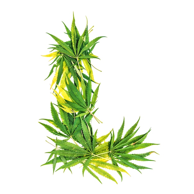 Foto lettera l fatta di foglie di cannabis verdi su sfondo bianco isolato