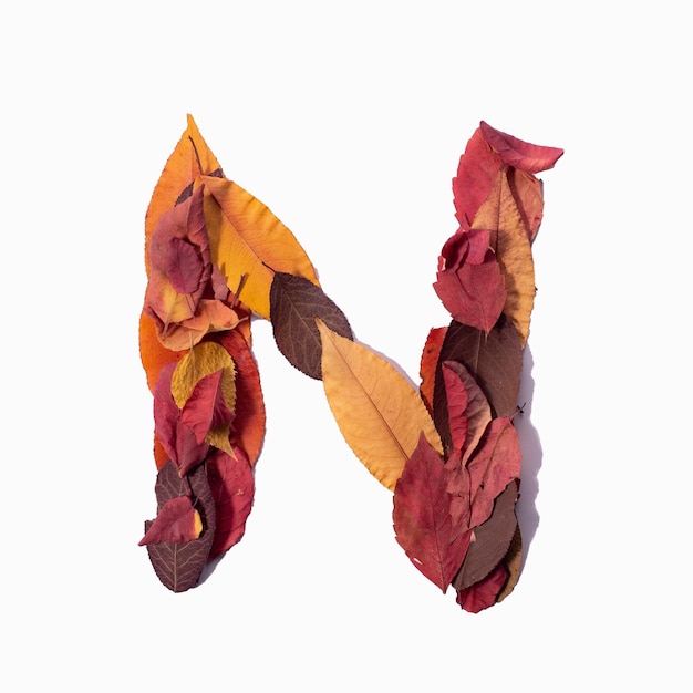 Letter N autumn leaves isolate on white background