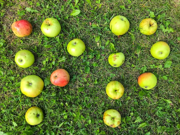 Photo letters from apples two letters p pp apple inscription letters for word congratulations creative