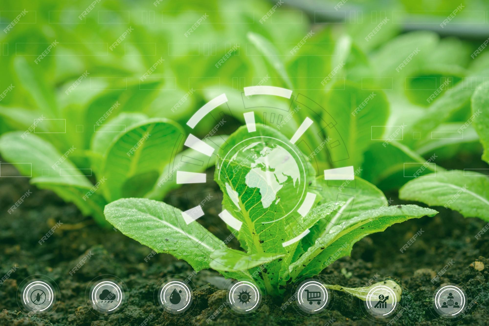 Premium Photo | Lettuce background with intelligent technology and natural  concepts the internet of things and agriculture of the future analysis  report of light water and products