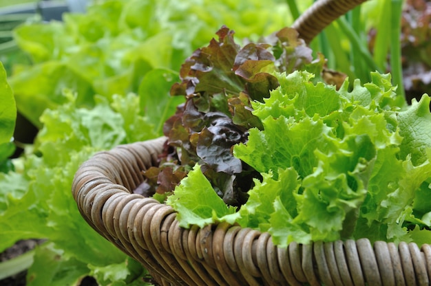 Lettuce in basket