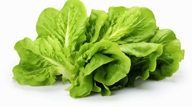 Lettuce bunch isolated on white background