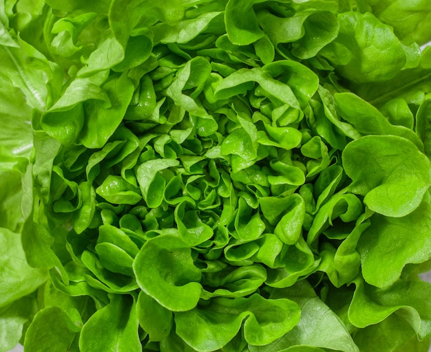 Lettuce close-up