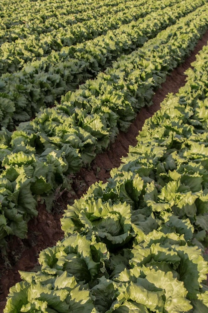 Lettuce cultivation green leaves