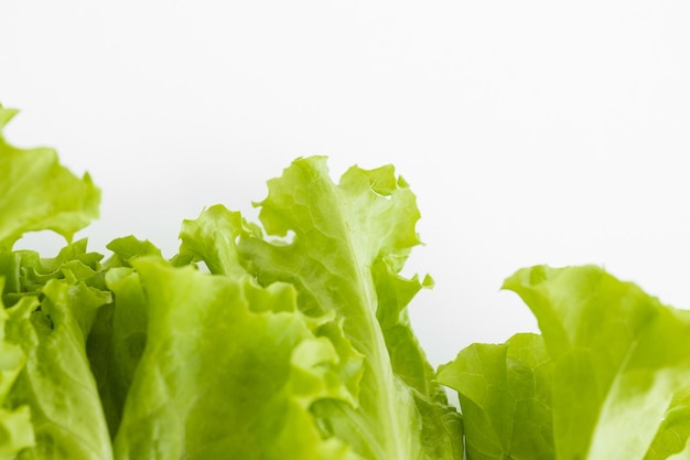 Lettuce farming Downy mildew lettuce problem and serious disease for lettuce