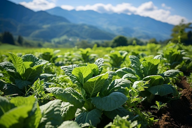 Lettuce field with mountains in the background