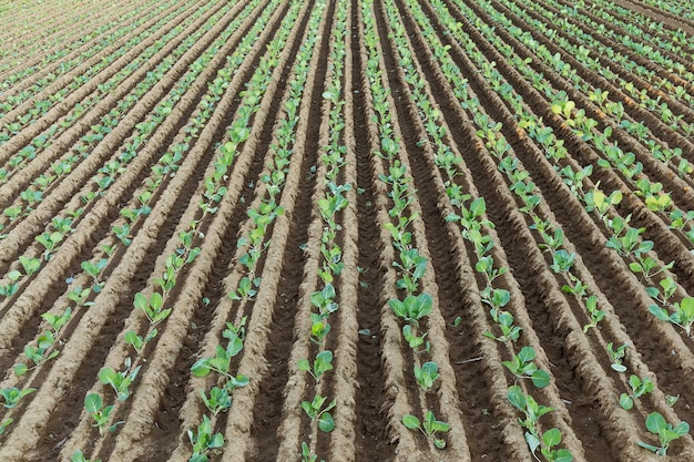 Lettuce field