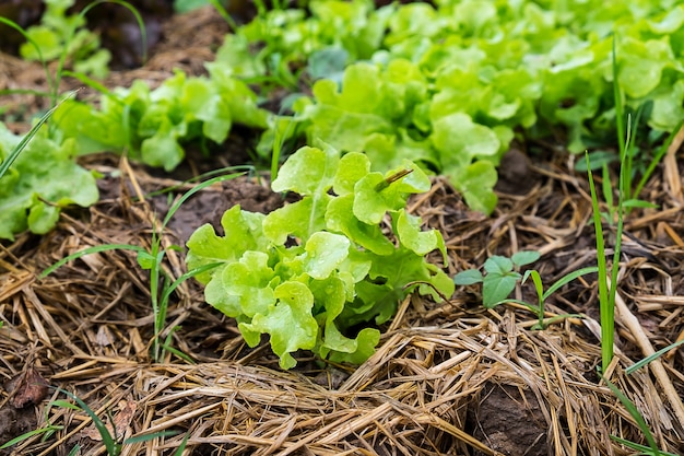 lettuce garden