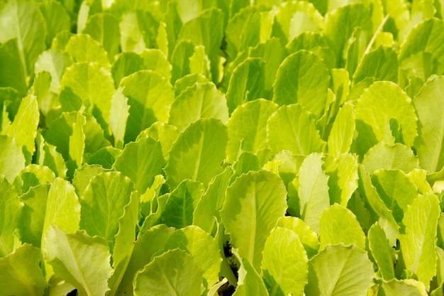 lettuce green little sprouts growing