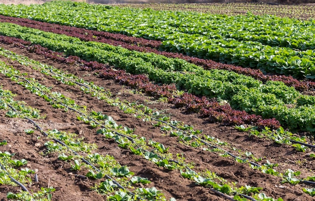 The lettuce growing in the field