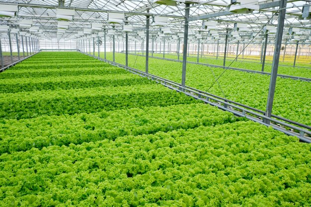 Lettuce growing in greenhouse