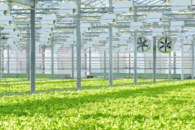 Lettuce growing in greenhouse