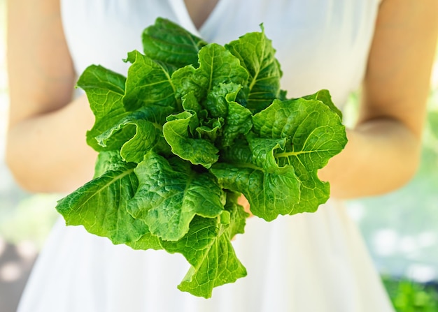 lettuce in the hands of a woman in a white dress a green lawn in the background