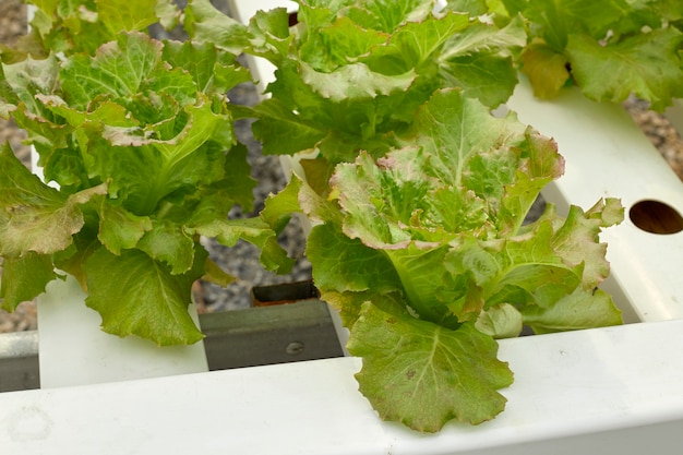 Lettuce in the hydroponics farm