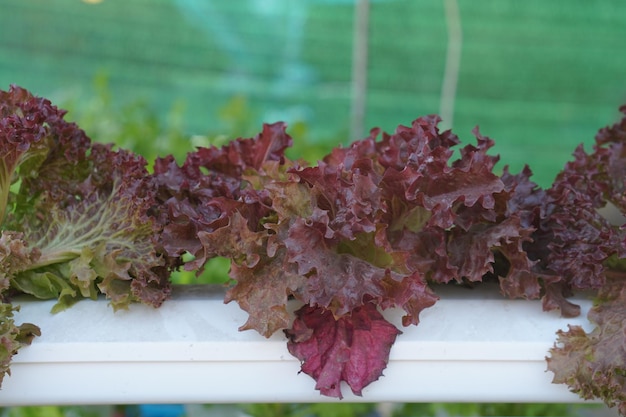 Lettuce is grown without soil used for eating