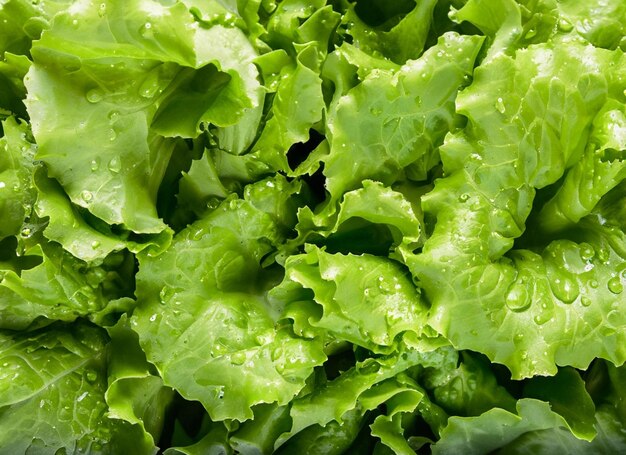 Premium AI Image Lettuce Is A Popular Source Of Vitamin C premium-ai-image-lettuce-is-a-popular-source-of-vitamin-c