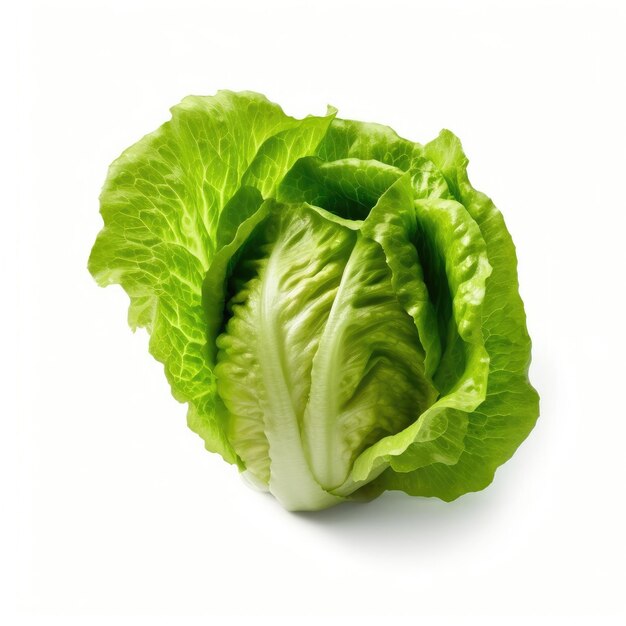 Lettuce isolated on white background generative AI