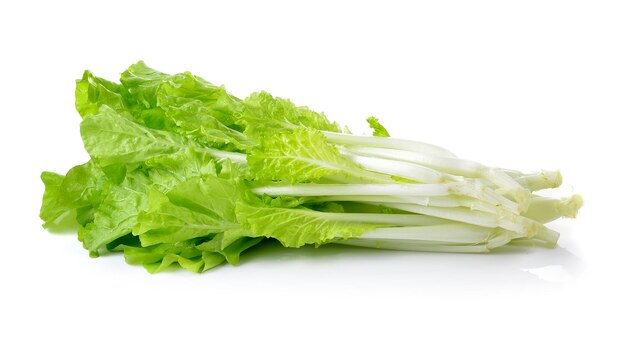 lettuce isolated on white background