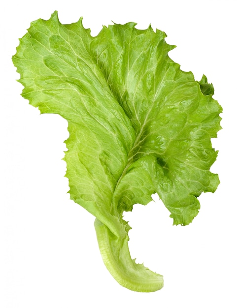 Lettuce isolated on white clipping path