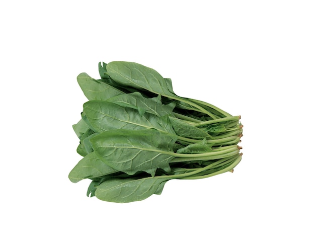 Lettuce Lactuca sativa eaten either raw or cooked it has also gathered religious and medicinal