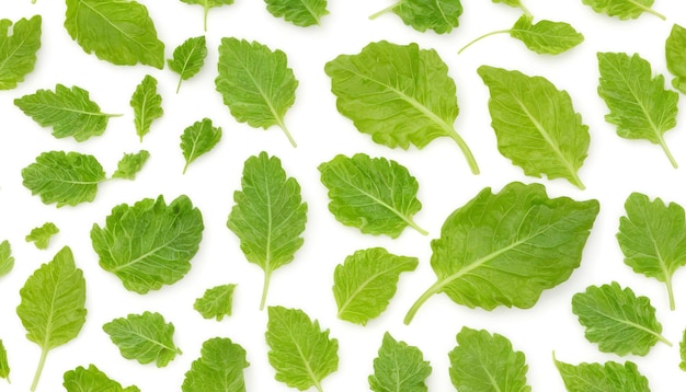 白い背景に隔離されたレタスの葉 緑の葉のパターン サラダの成分