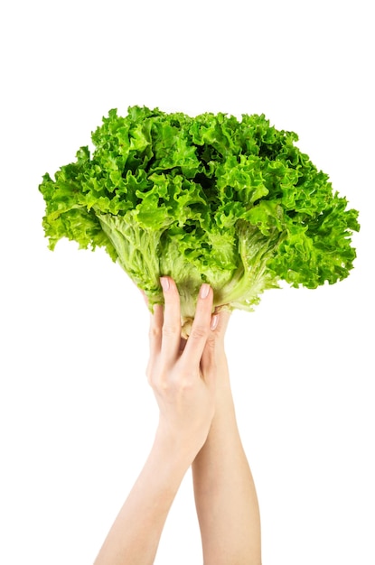 Lettuce leaf isolated on white background Lettuce in hands isolated