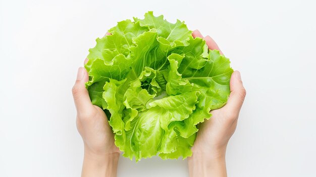 Lettuce leaf isolated on white background lettuce