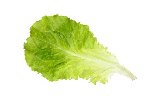 Lettuce leaf isolated on white surface