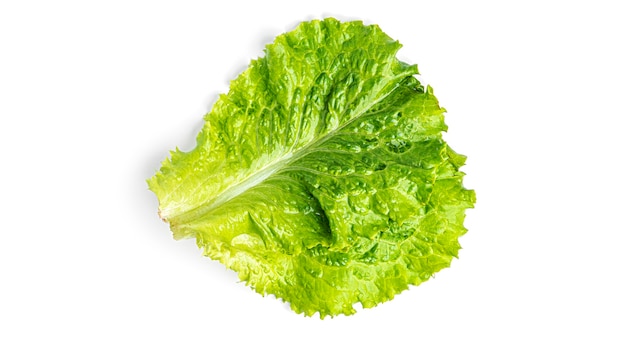 Lettuce leaf on a white background