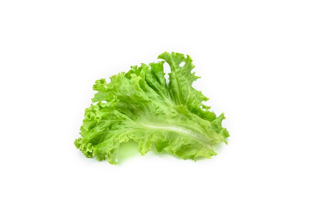 Lettuce leaf on white backgroundSalad ingredient