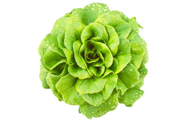 Lettuce leaf