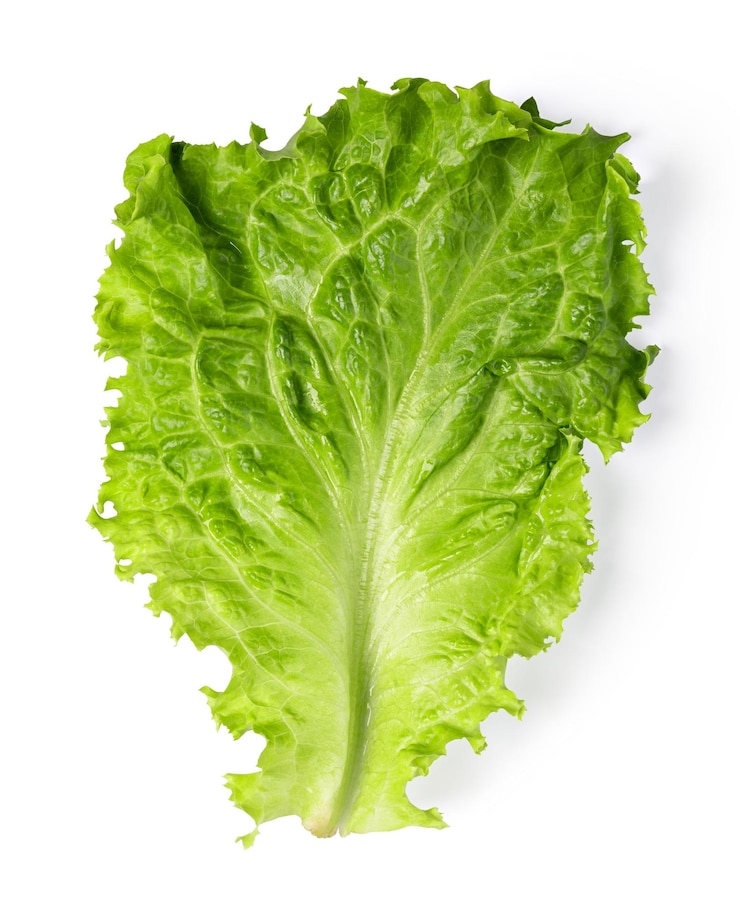 Photo lettuce leaf