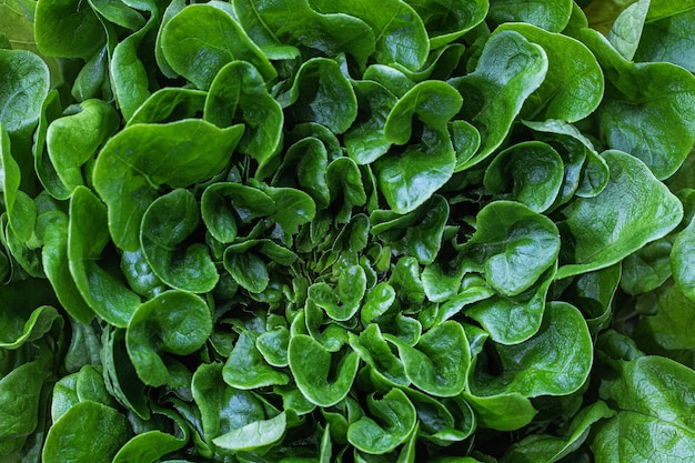Листья салата зеленый фон текстура