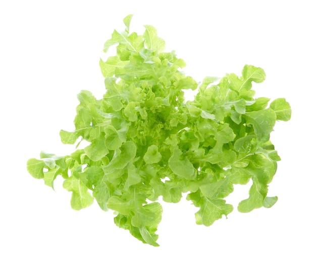 Lettuce leaves isolated on white background