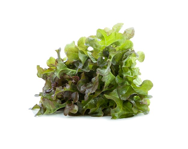 Lettuce leaves isolated on white.