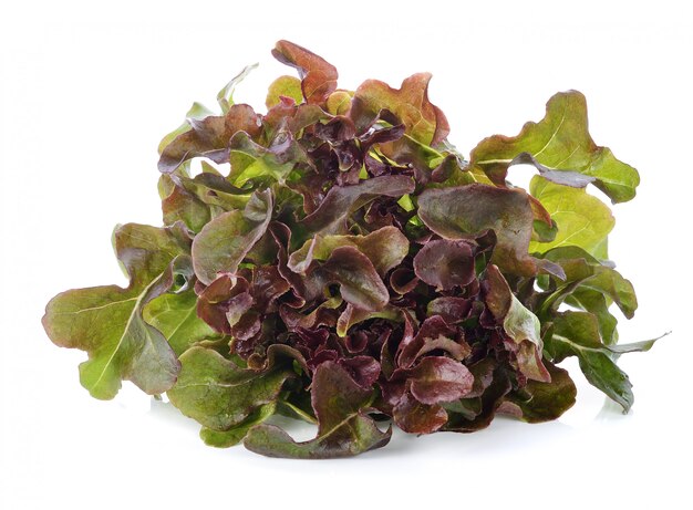 Lettuce leaves isolated on white