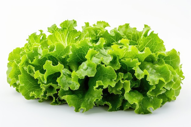 Lettuce Leaves on a White Background A closeup photograph of fresh lettuce leaves arranged neatly