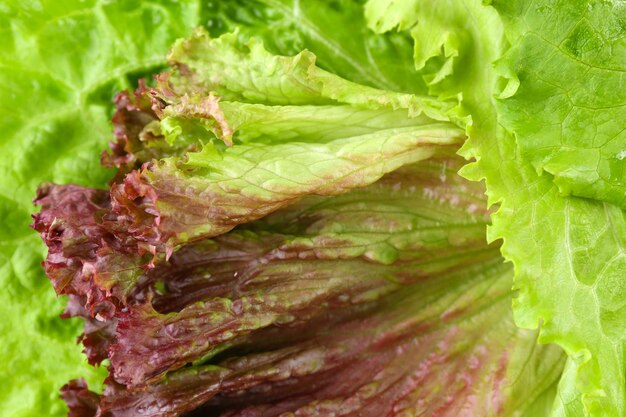 Photo lettuce macro view