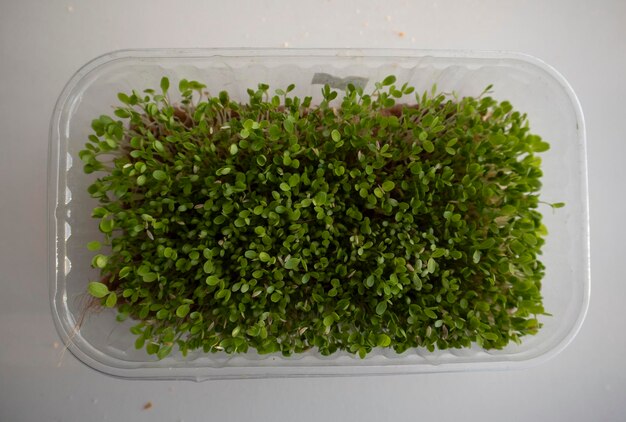 Lettuce microgreens grow in a tray top view