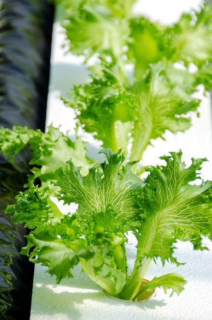 Lettuce on organic hydroponic vegetable garden