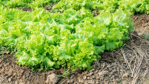 lettuce plant in the vegetable garden.