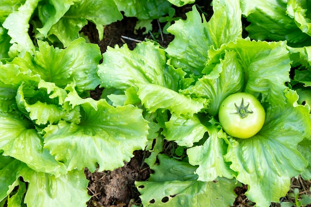 Lettuce plantation, with a tomato in the middle of them.