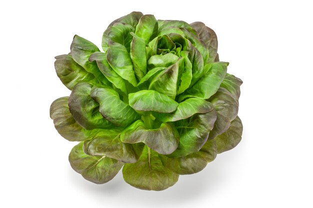 Lettuce salad isolated on white surface cutout.