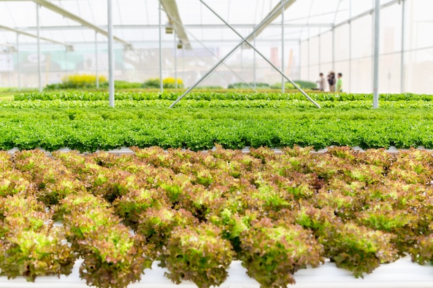 温室内の水耕システムにおけるレタスサラダ植物