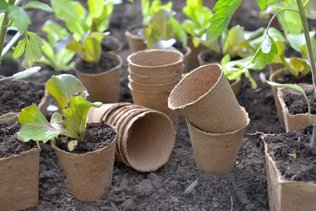 Lettuce seedling growing in a peat pot and others empty put on the soil of a garden 