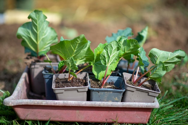 Lettuce seedlings before planting in open ground