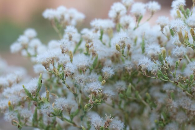 写真 サラダの茎のサラダの種は,世界中で健康的な食事に広く使用されています.