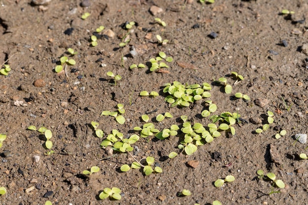 Foto i semi di lattuga germogliano nel giardino delle verdure