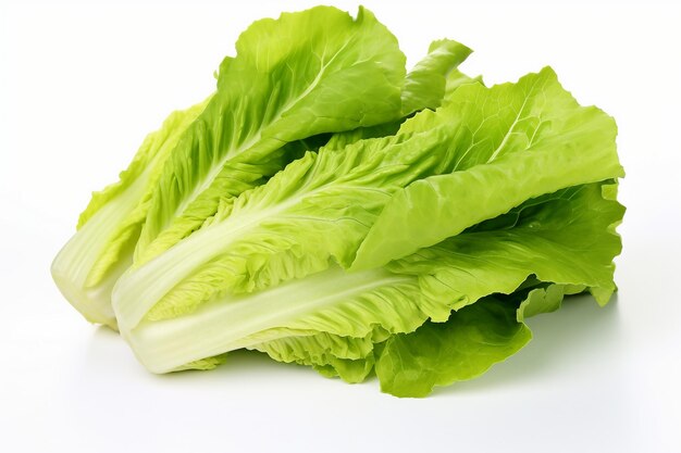 Lettuce Serenity Freshness