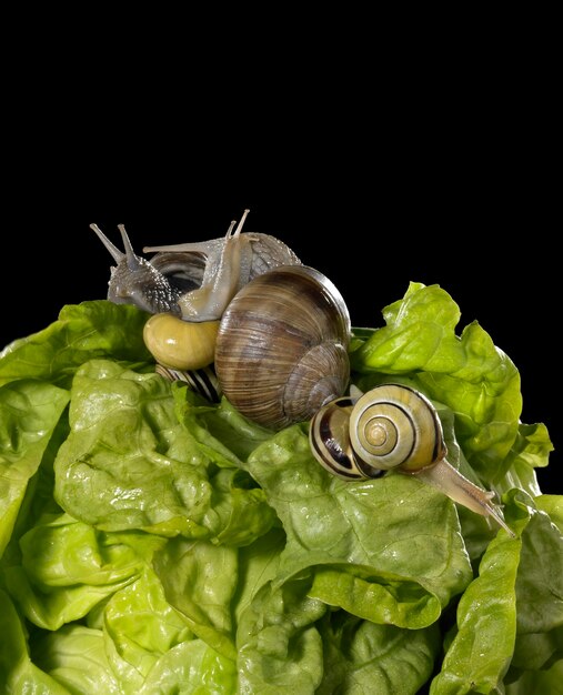 Photo lettuce and snails closeup